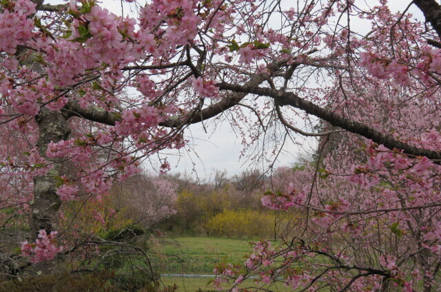 IMG_7732.JPG
