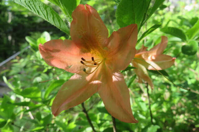 IMG_8904.JPG